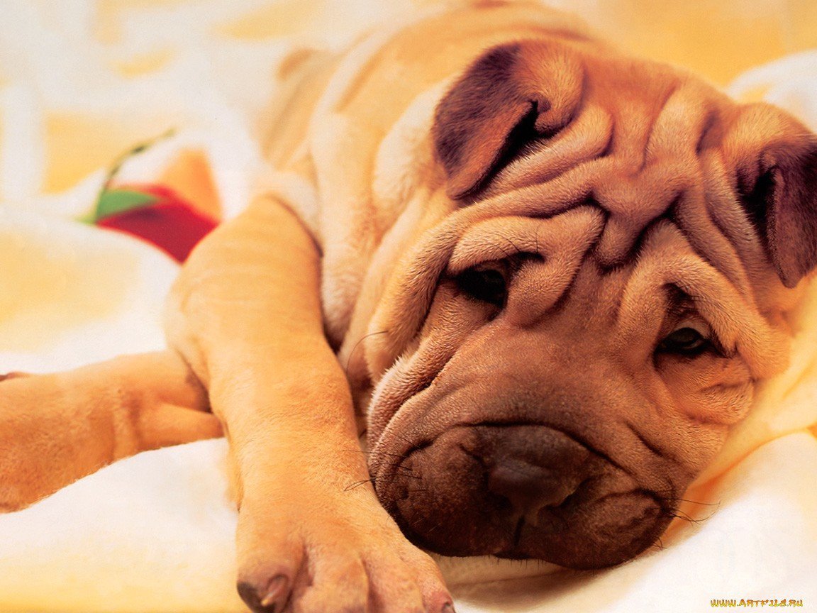 Порода шарпей