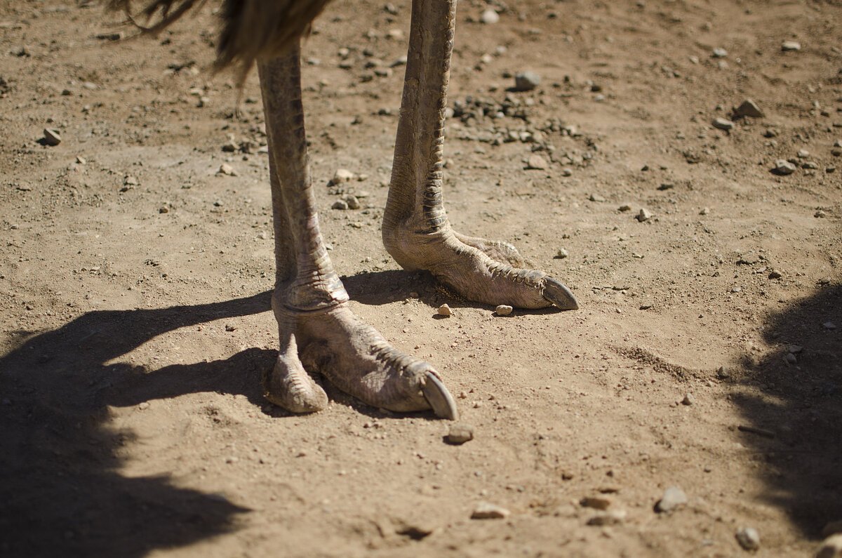 Африканские племена Вадома