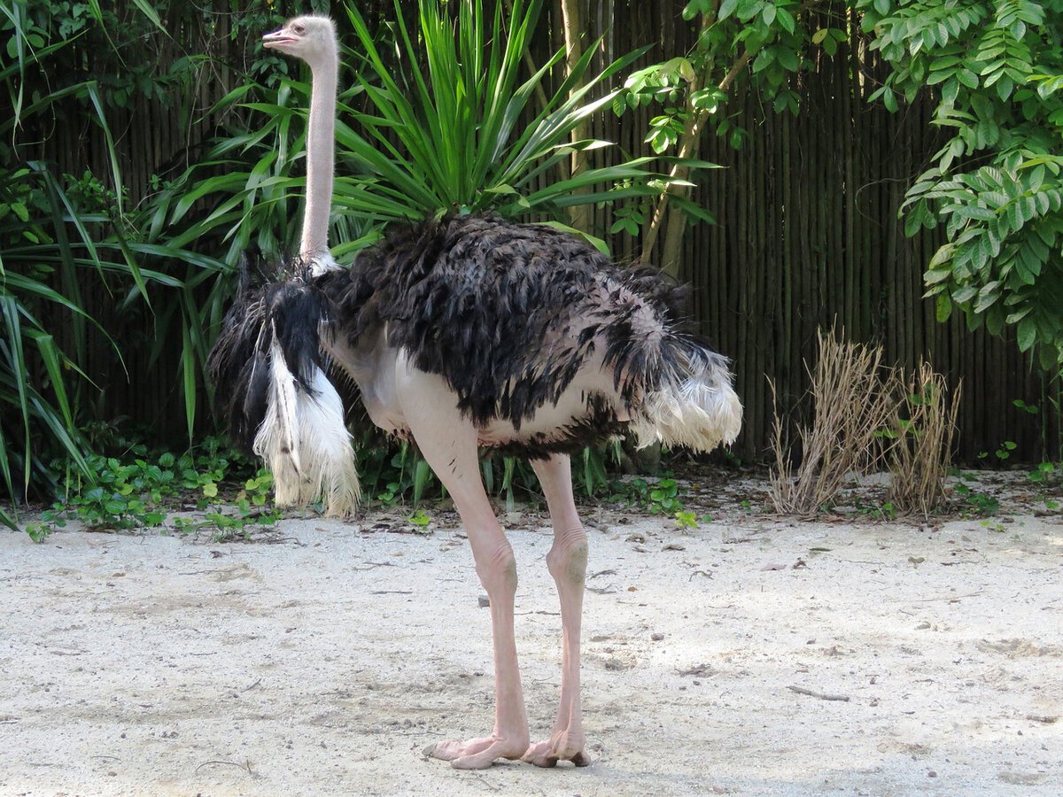 Ноги африканского страуса