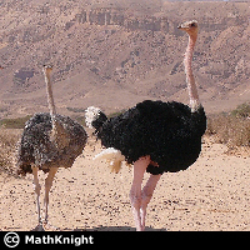 Африканский страус рост