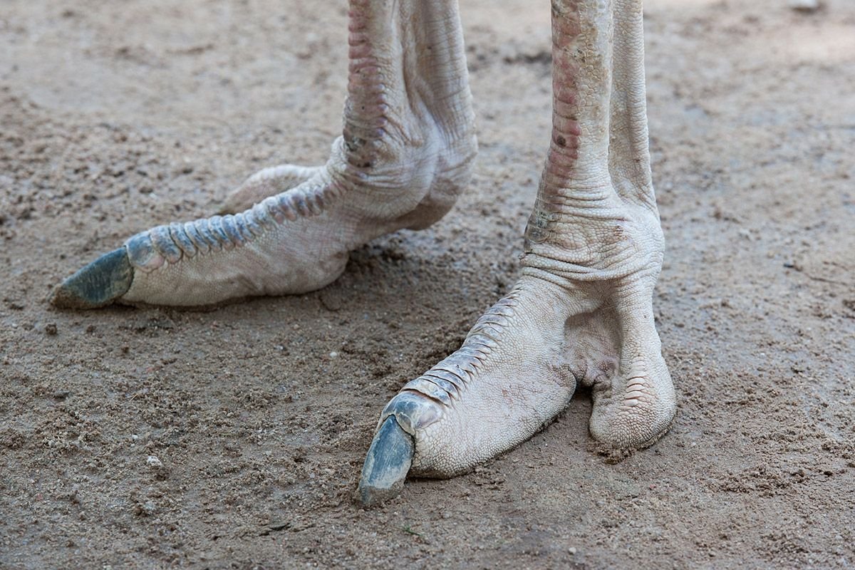 Ноги африканского страуса