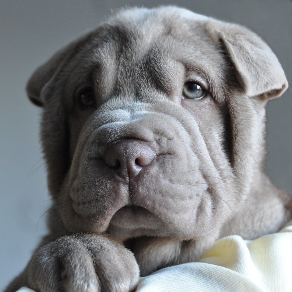 Собака шарпей