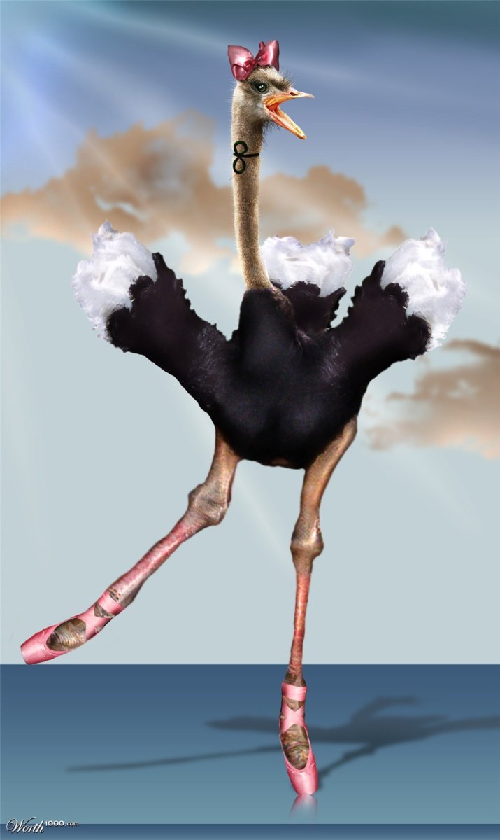 Смешной страус