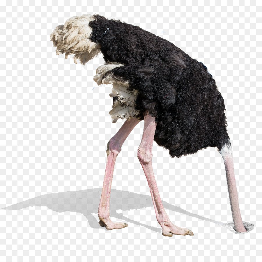 Страус голову в песок