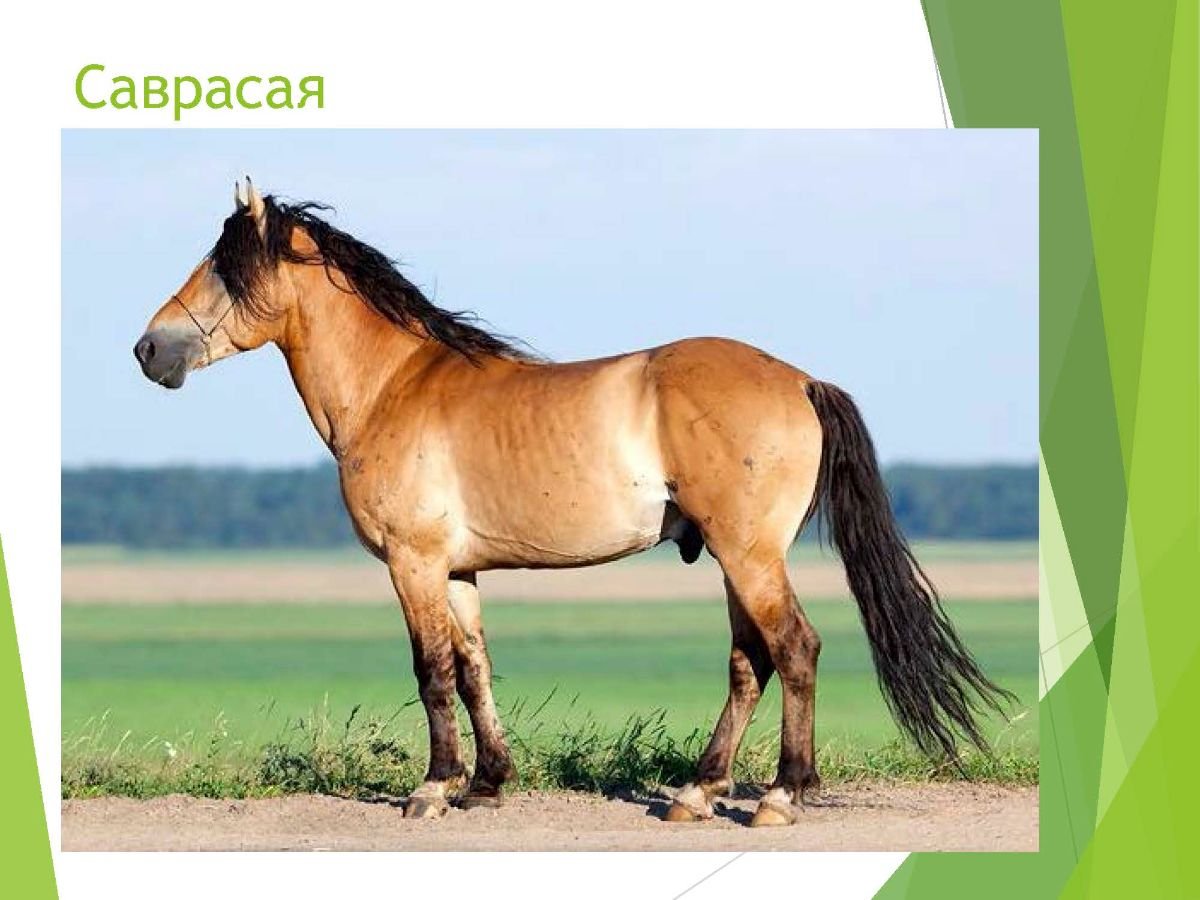 Гнедо-саврасая масть лошади