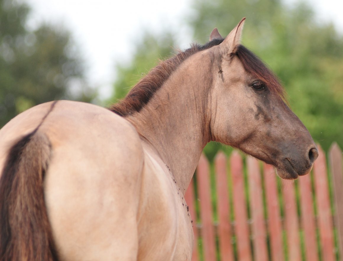 Саврасая масть лошадей