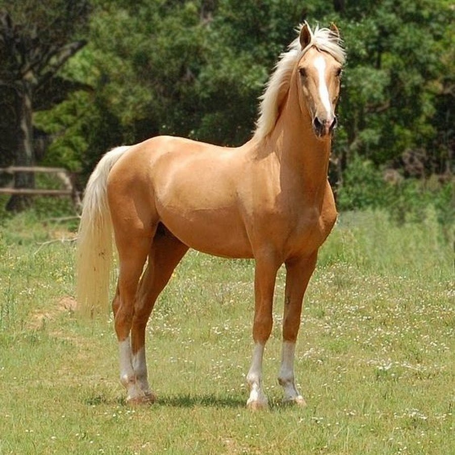Соловая Паломино лошадь