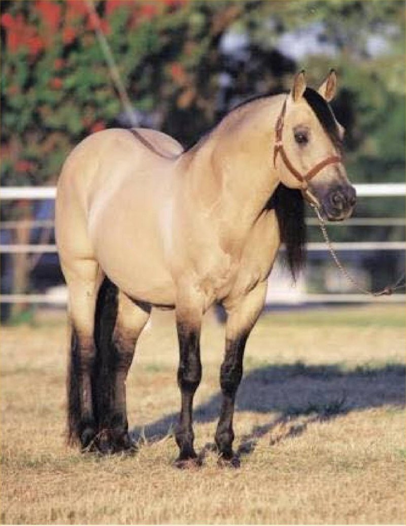 Буланая масть лошади