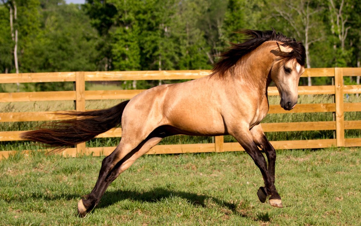 Буланый Лузитано