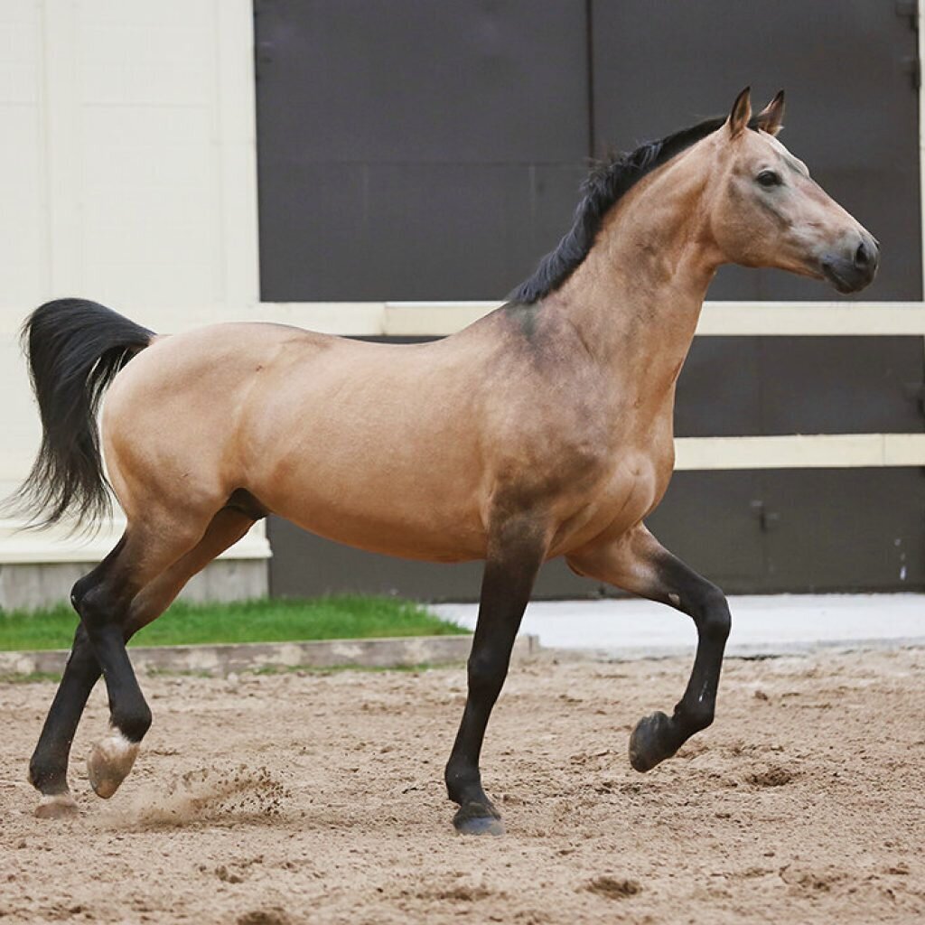 Буланая масть лошади