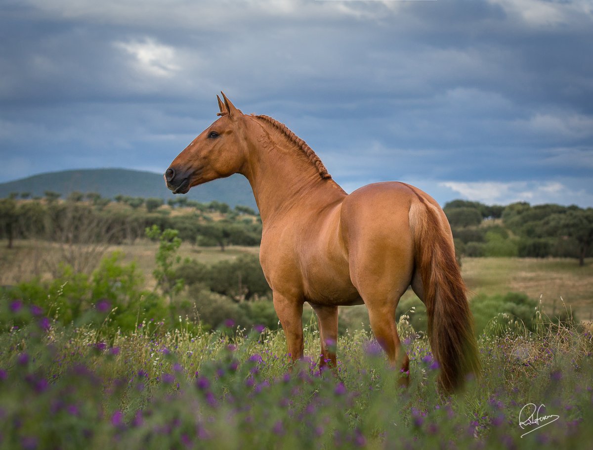 Каурая масть лошади