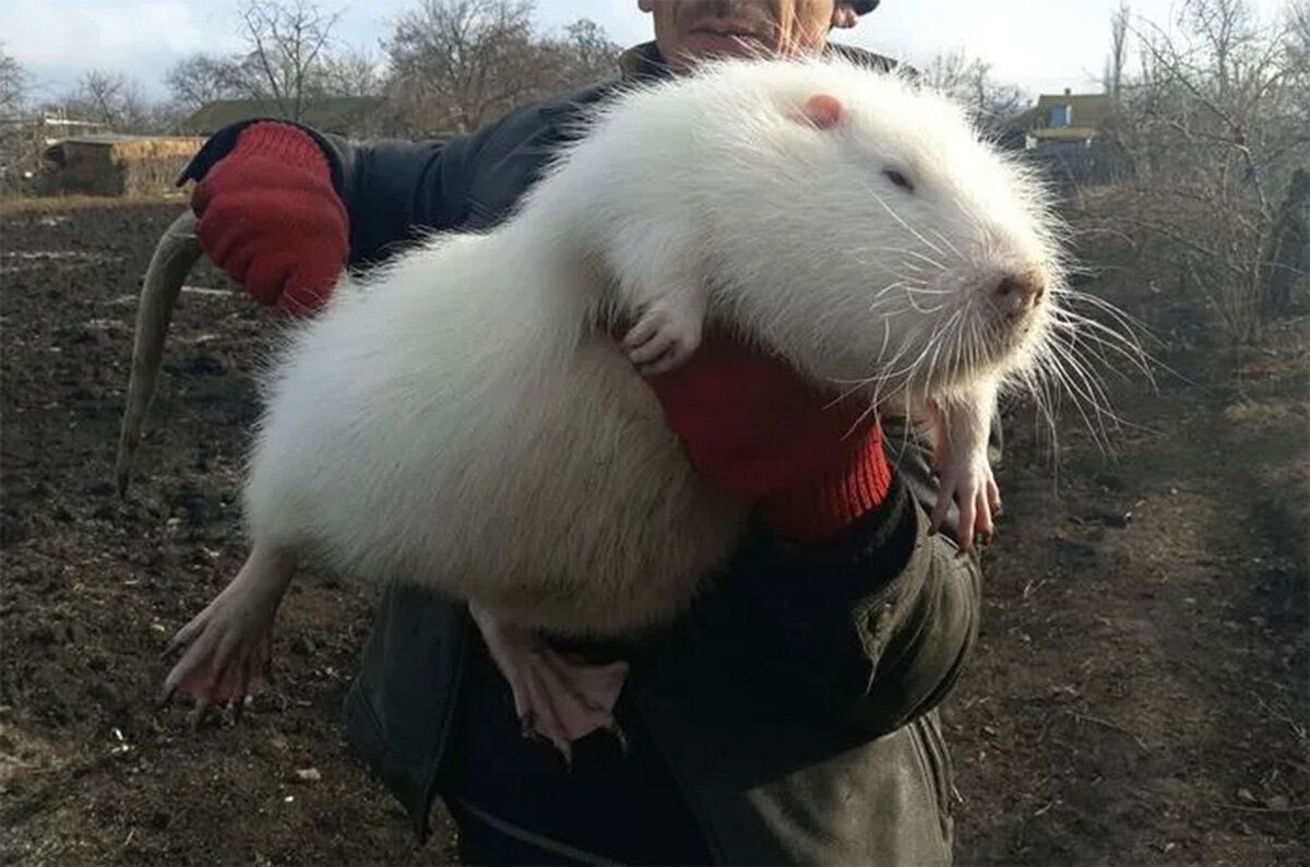 Нутрия альбинос