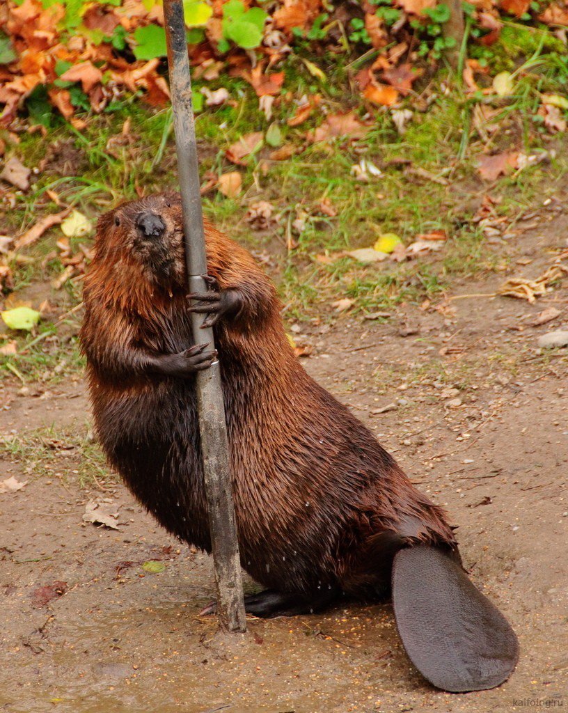 Смешные Бобы