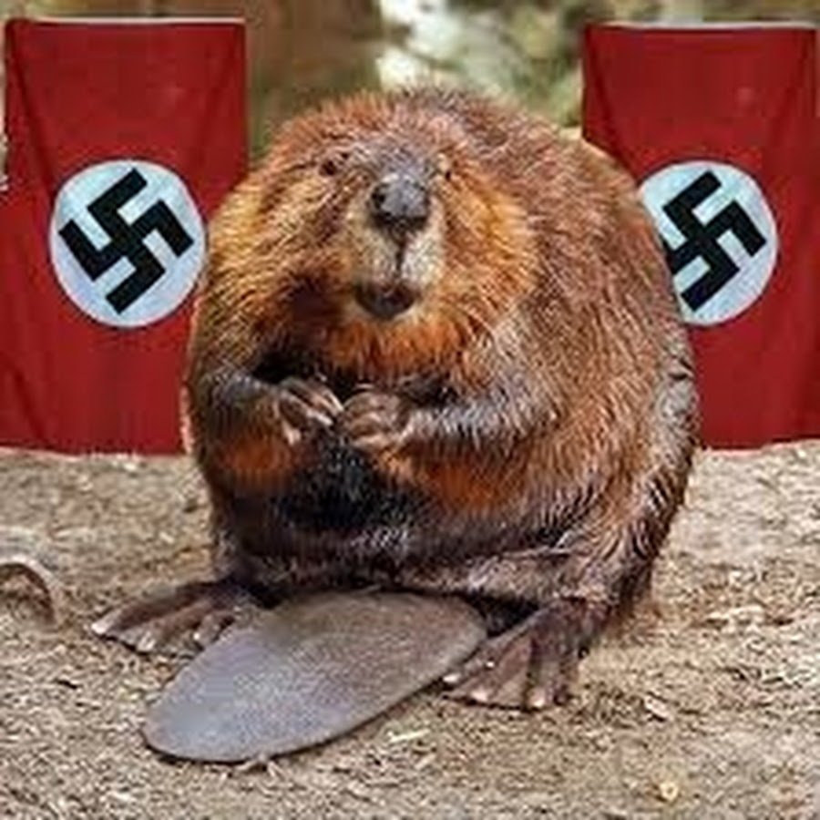 Смешные бобры