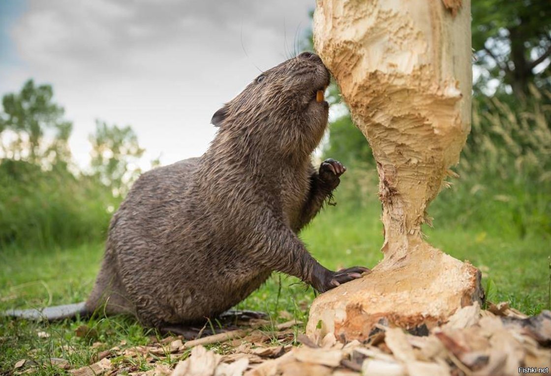 Европейский Бобр