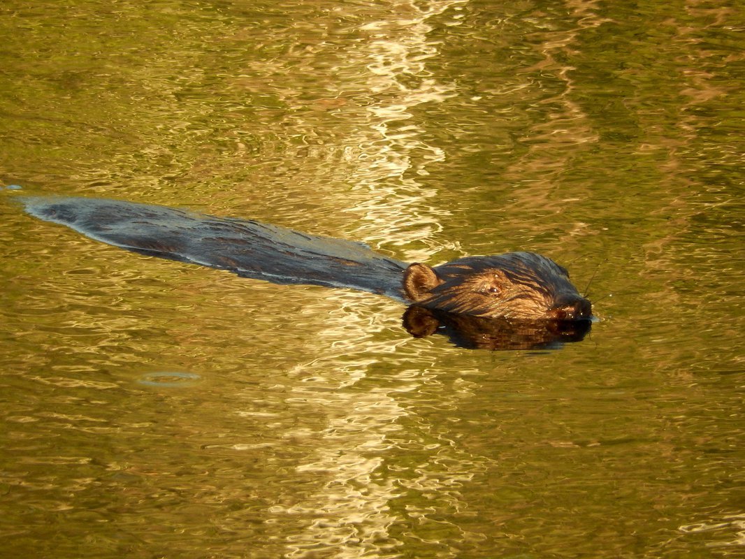 Бобер плывет