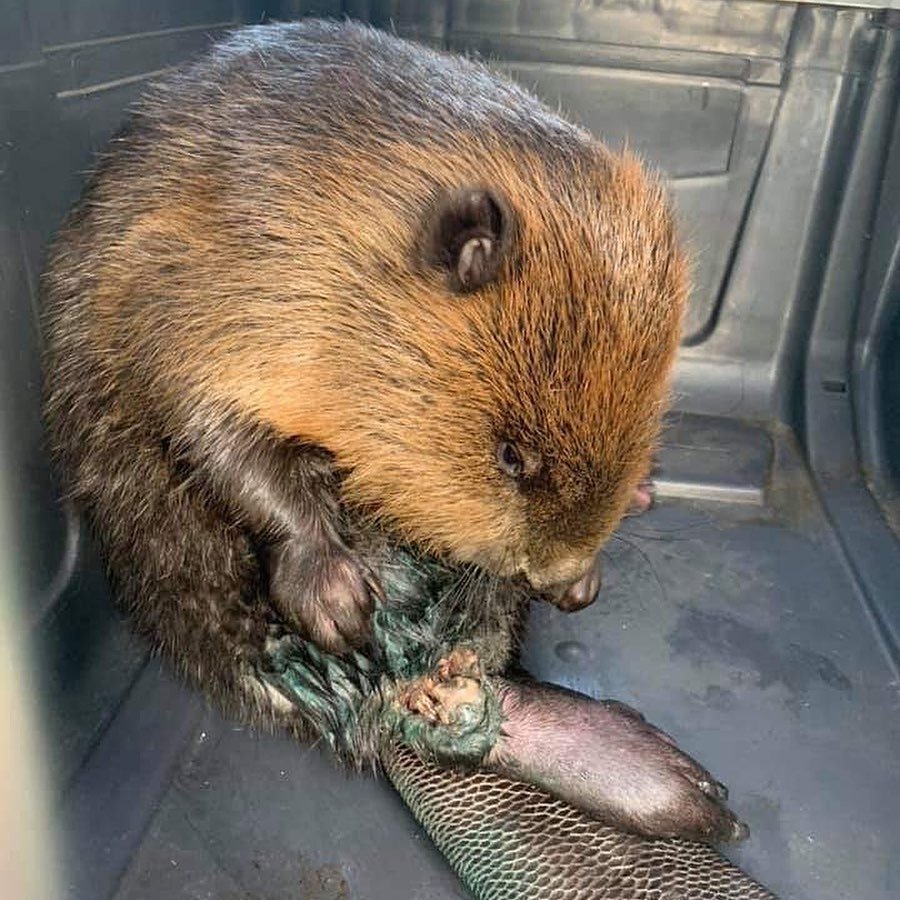 Огромные бобры