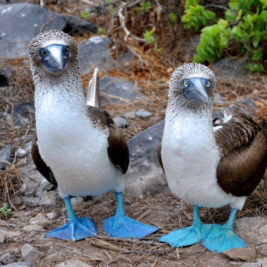 Голубоногая олуша яйца