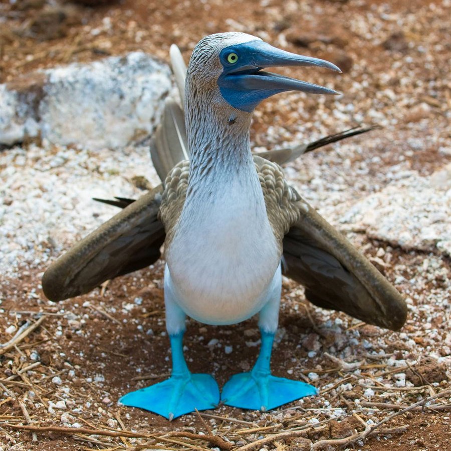 Голубая олуша птица