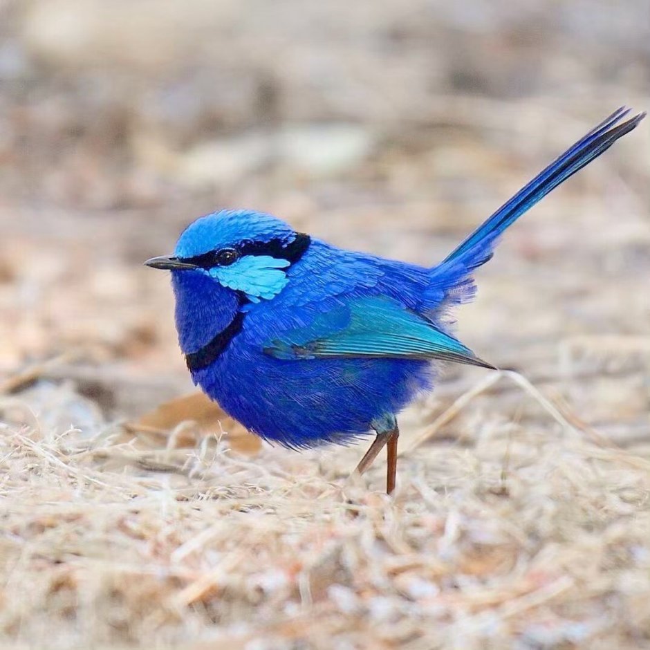 Австралийский расписной малюр