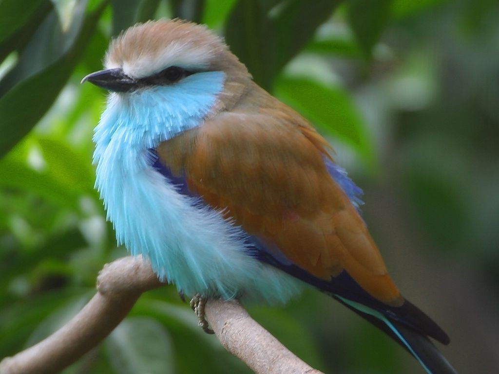 Птица с голубым брюшком