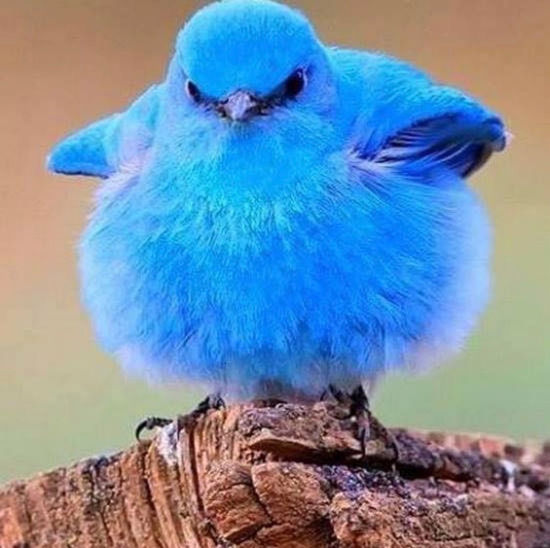 Голубая Горная сиалия