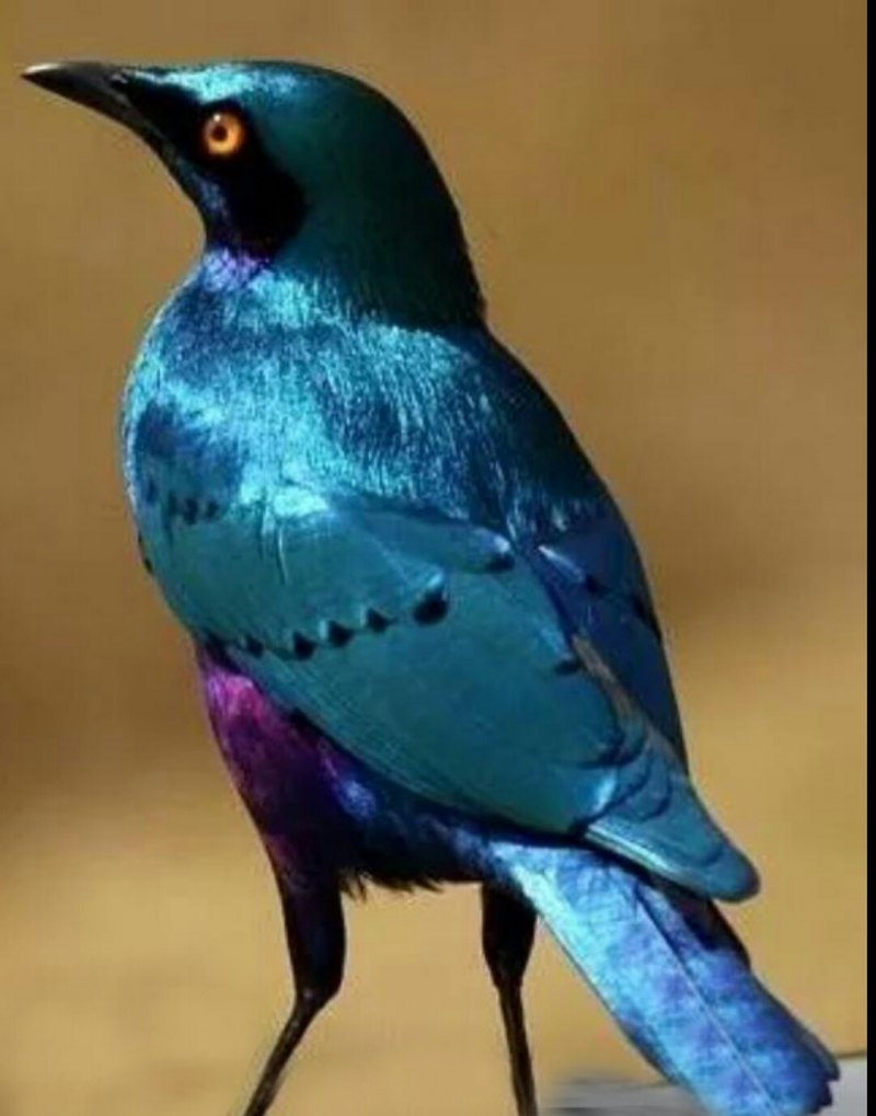 Синеухий скворец