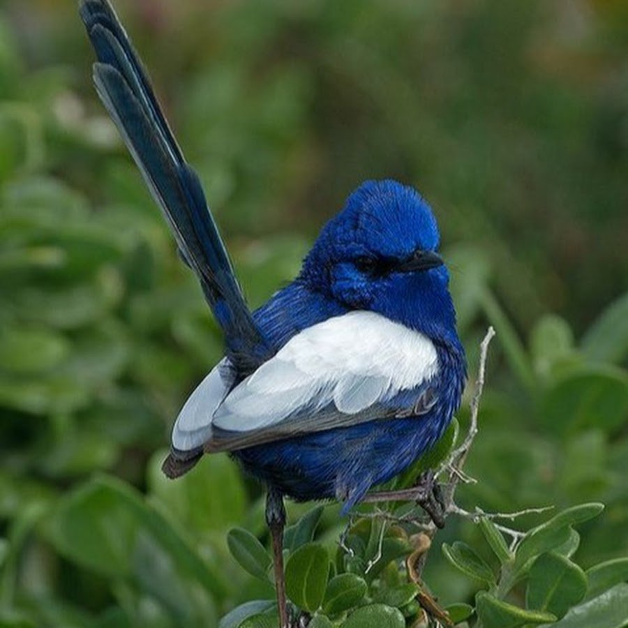 Расписной малюр