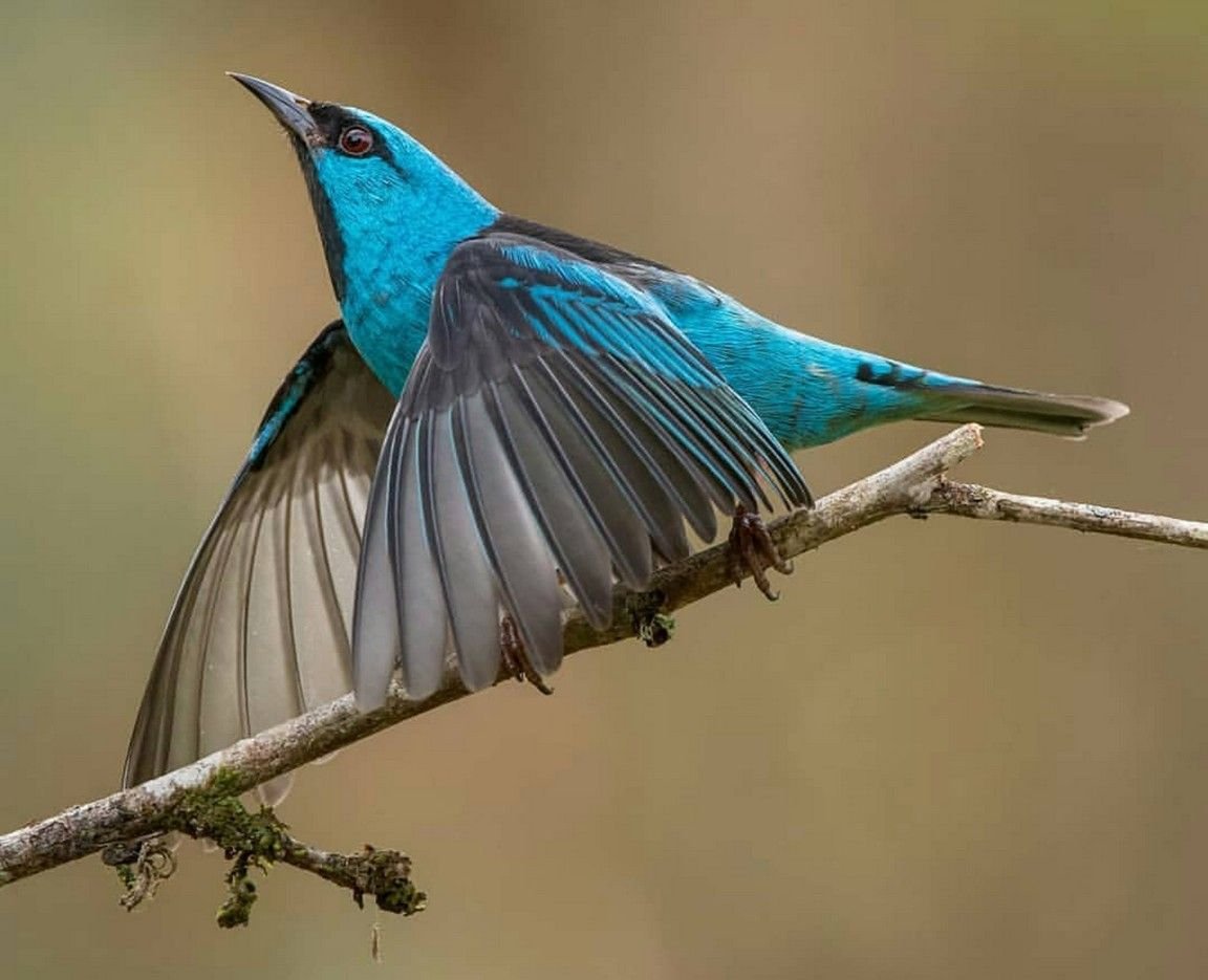 Синий Дакнис