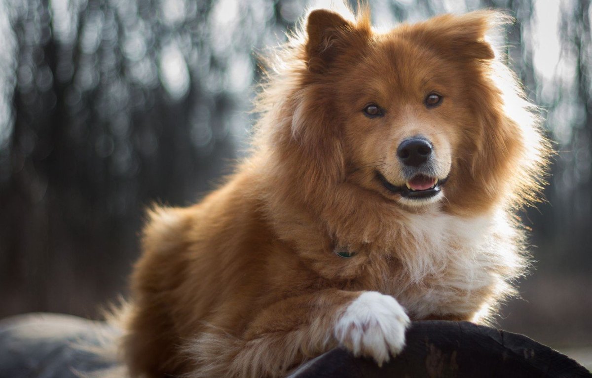 Колли порода собак рыжая