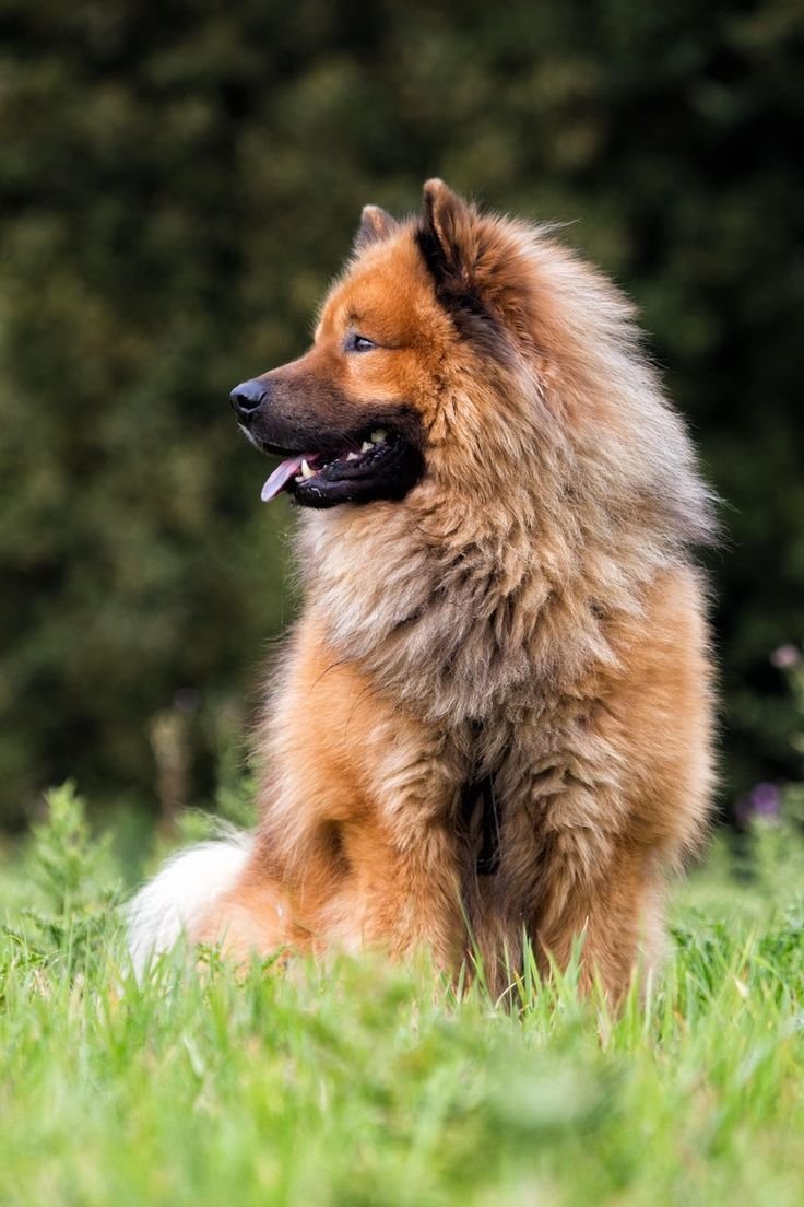 Евразиер рыжий