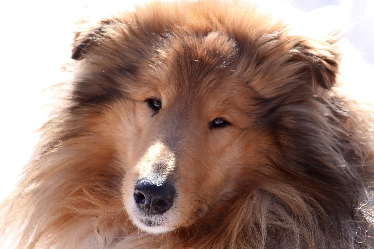 Колли собака рыжая