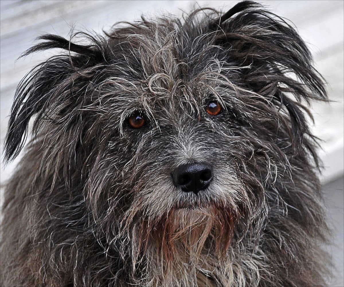 Лохмач терьер