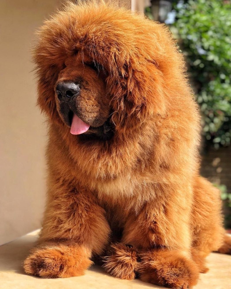 Мастиф тибетский мастиф