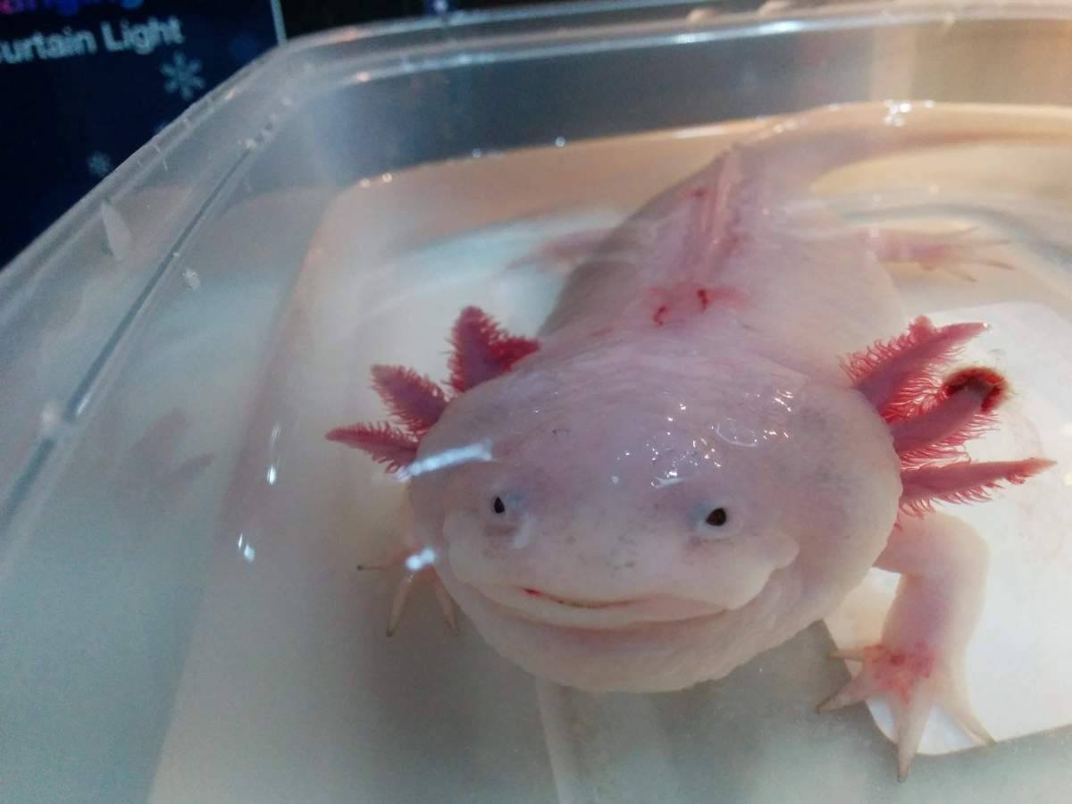 Личинка Саламандры аксолотль