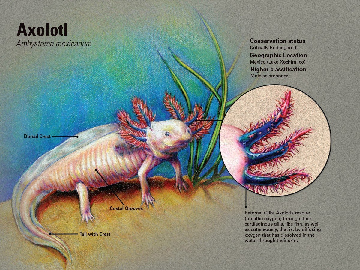Личинка Саламандры аксолотль