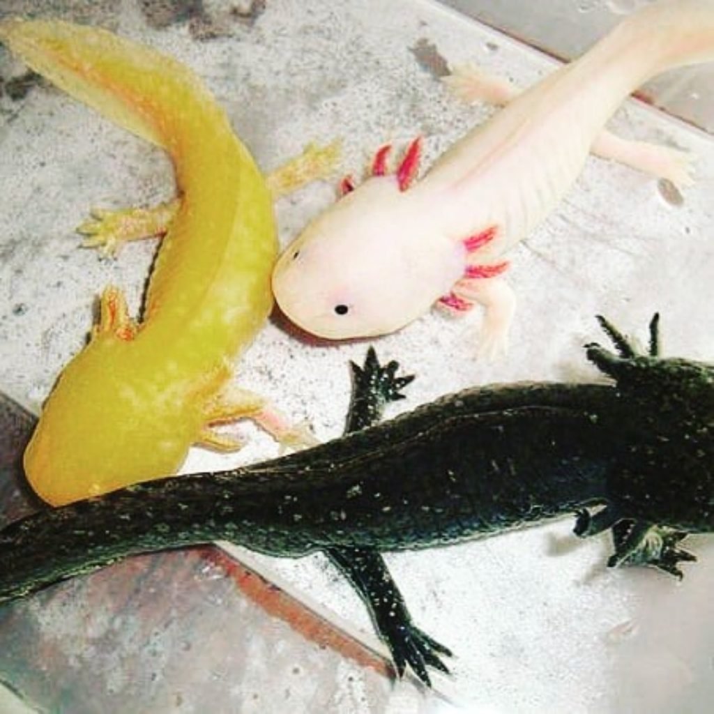 Тритон иглистый альбинос аквариумный