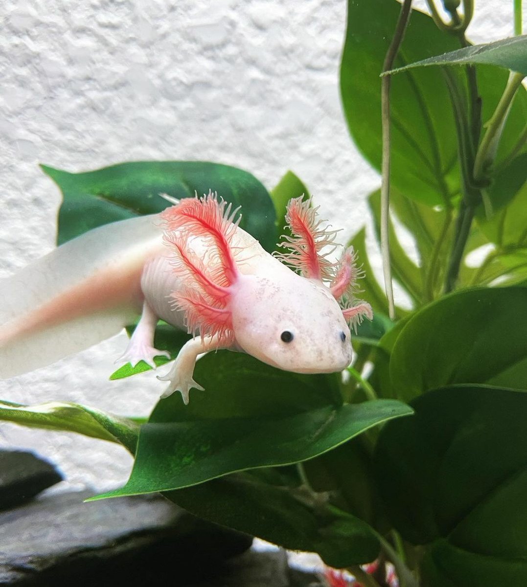 Аксолотль агатовый дракон