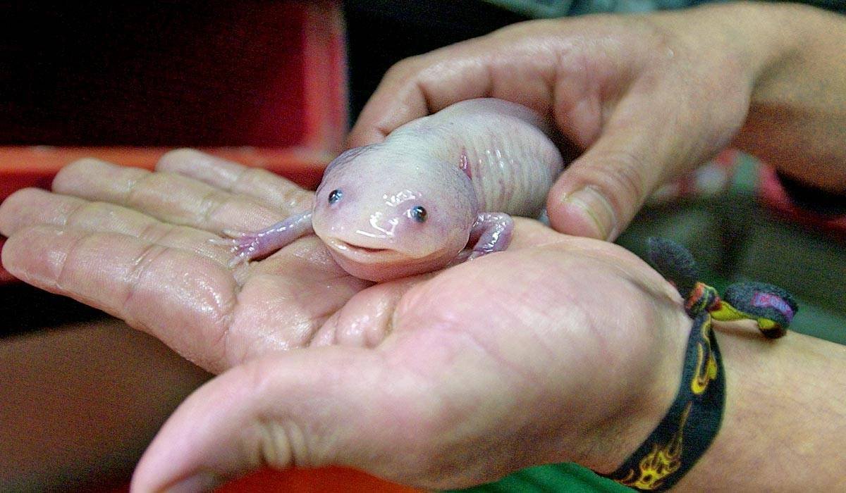 Амбистома и аксолотль