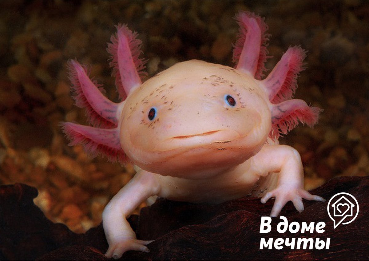 Аксолотль мексиканской амбистомы