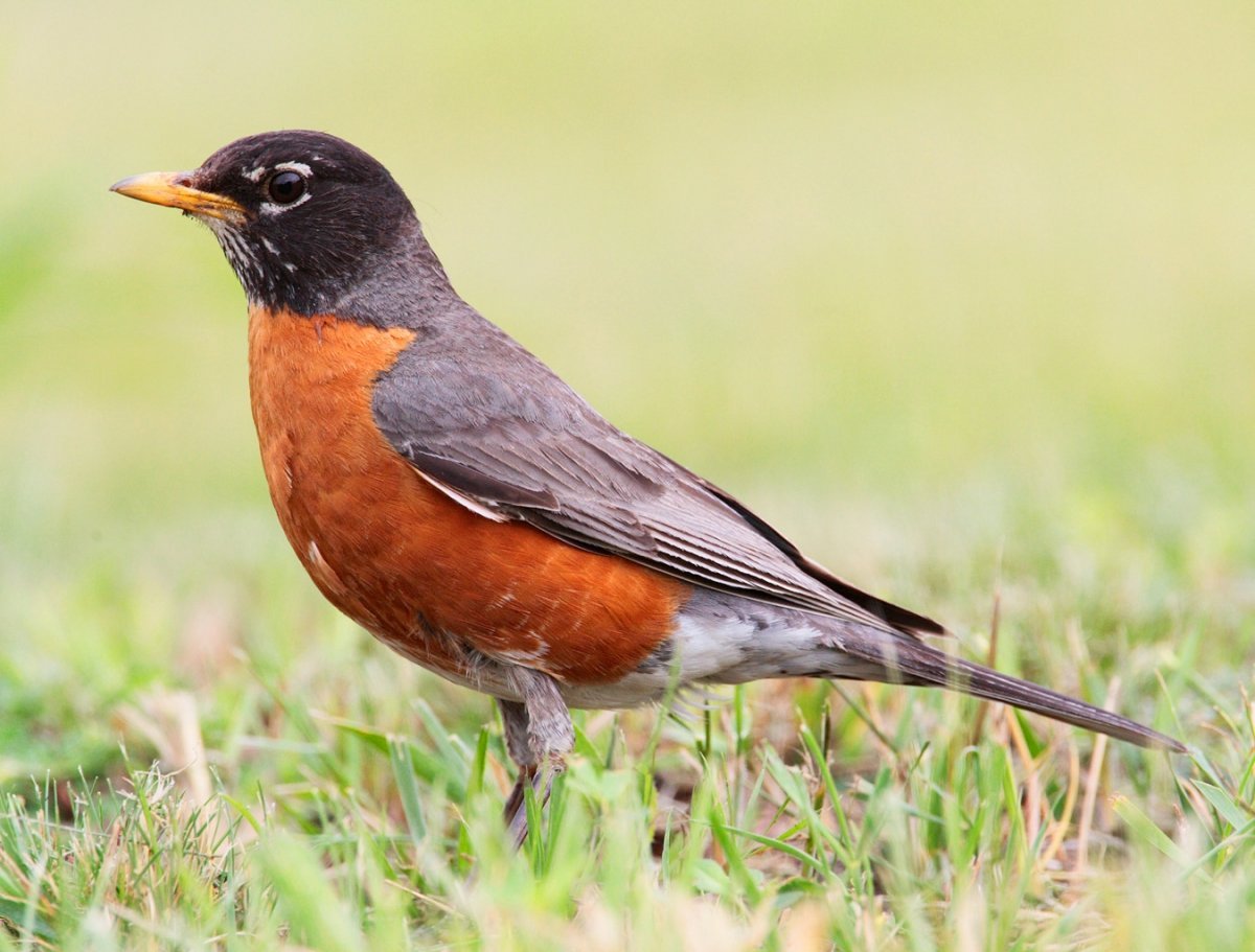 Американский Дрозд turdus migratorius