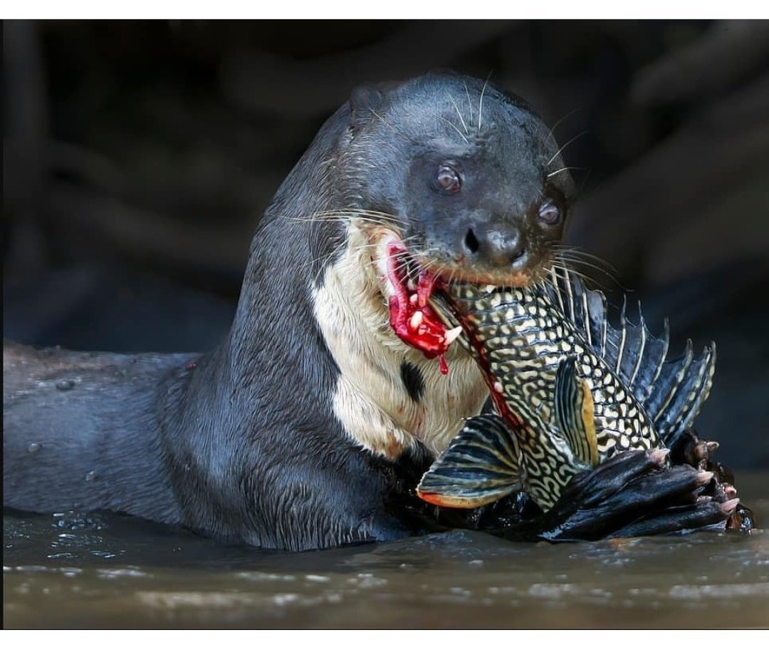 Гигантская Амазонская выдра
