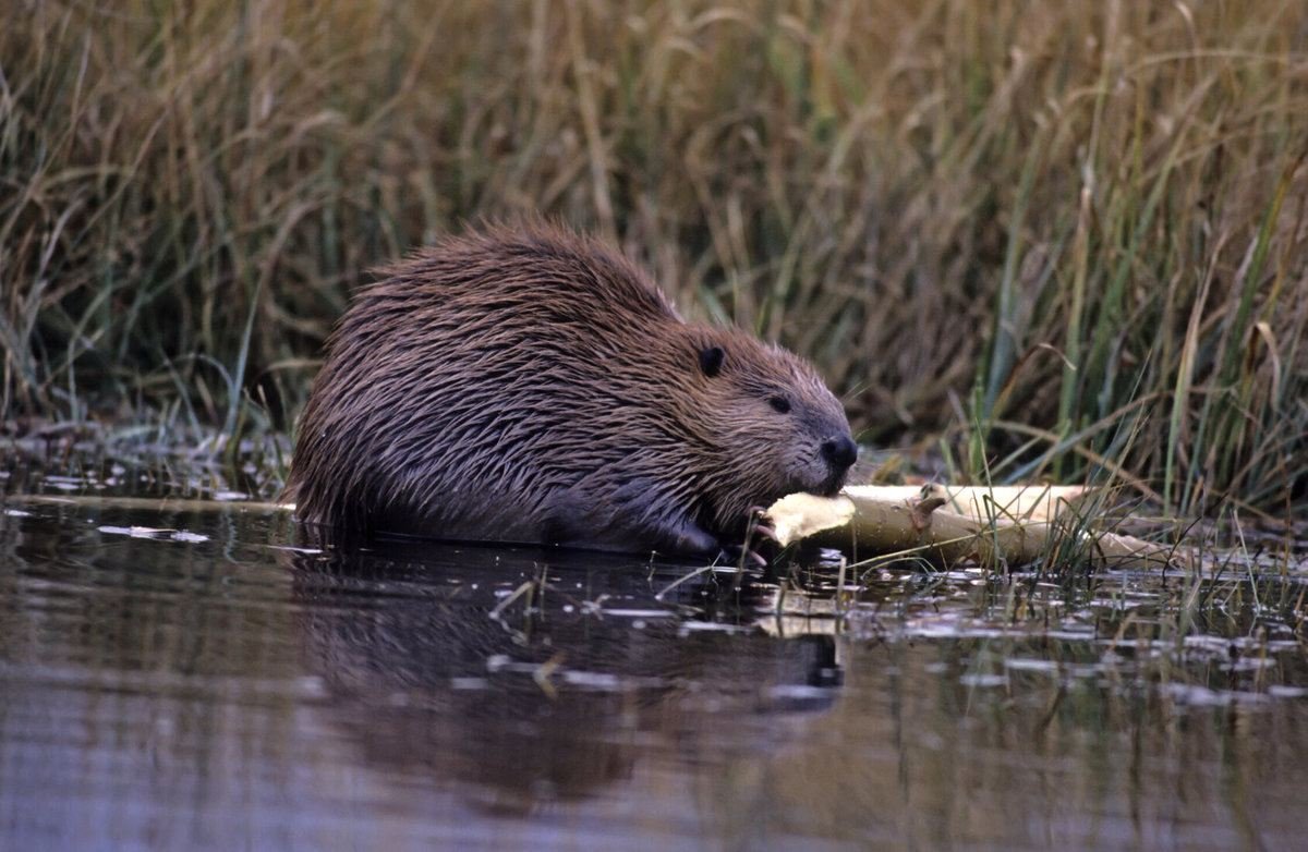Канадский бобер