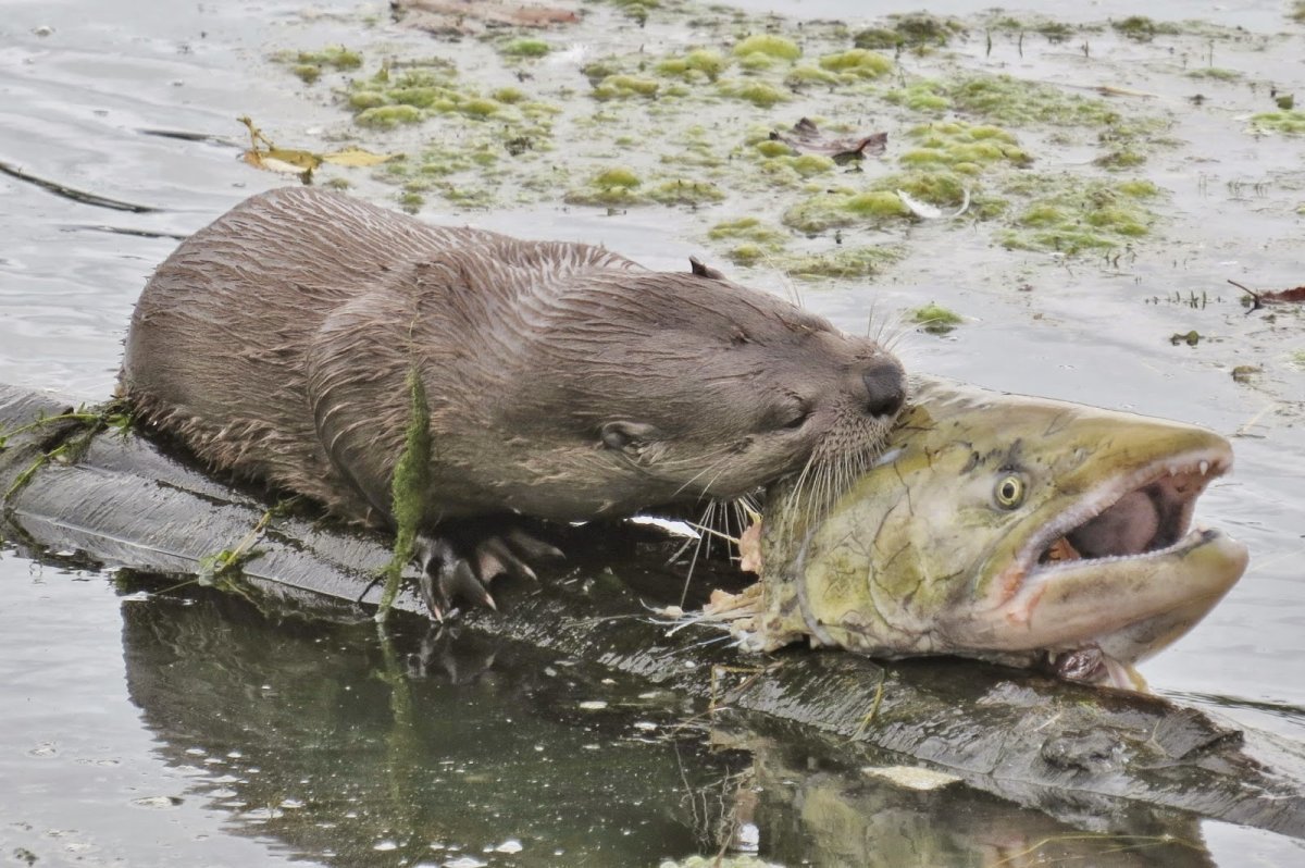 Выдра ест рыбу