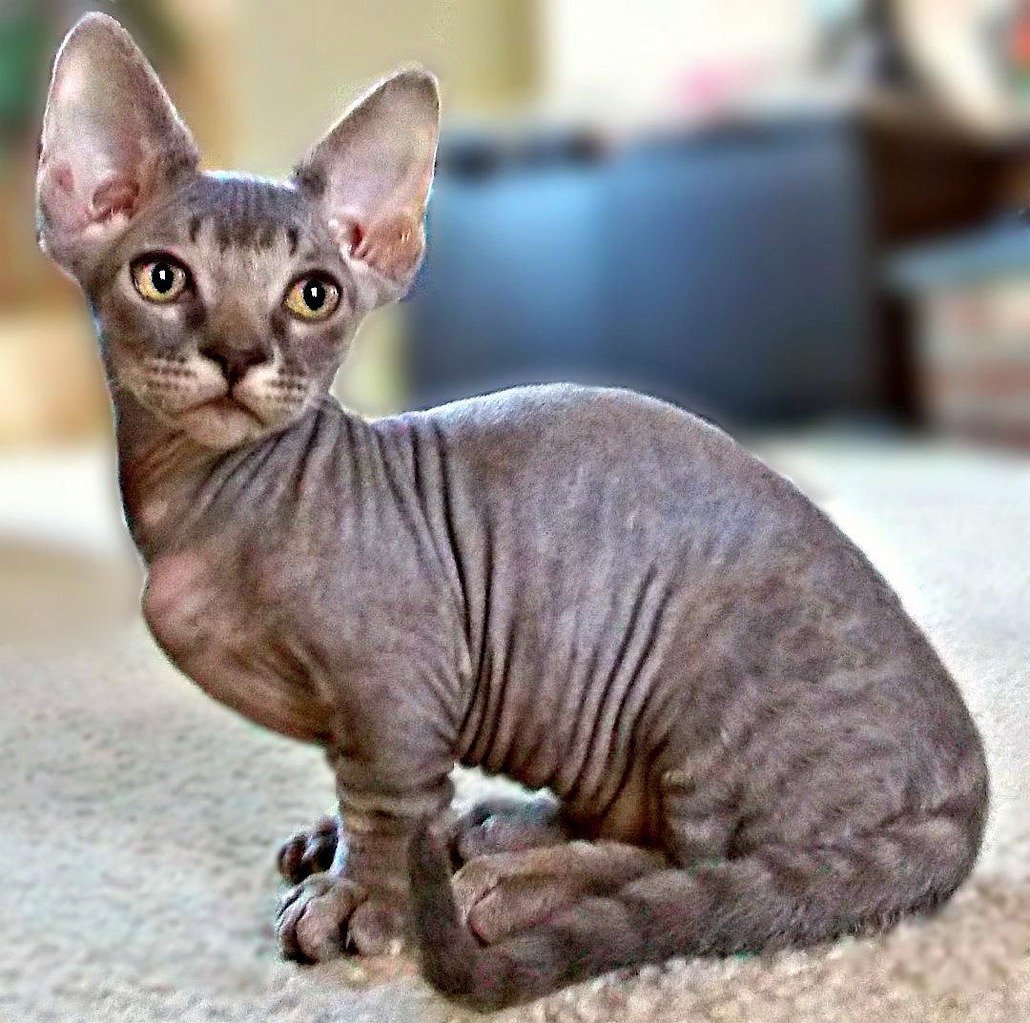 Сфинкс Минскин