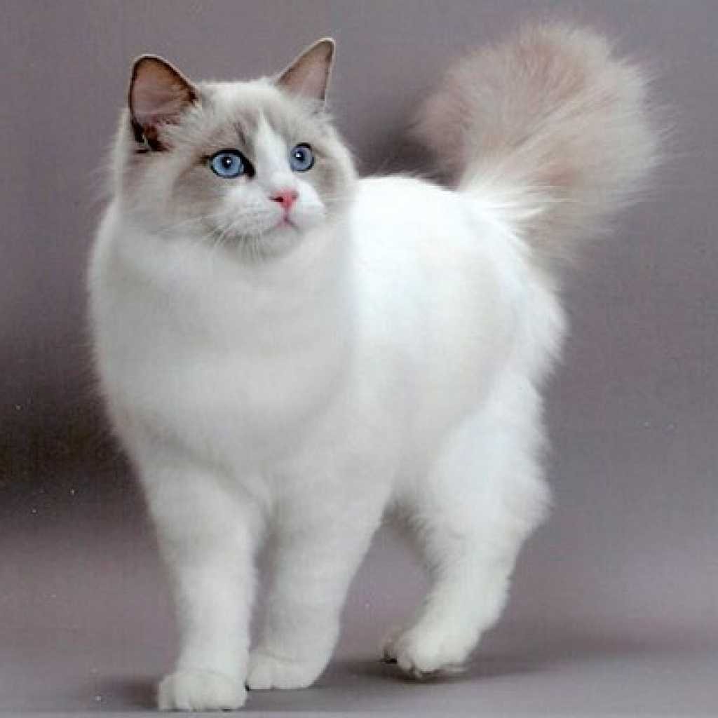 Рэгдолл Блю биколор