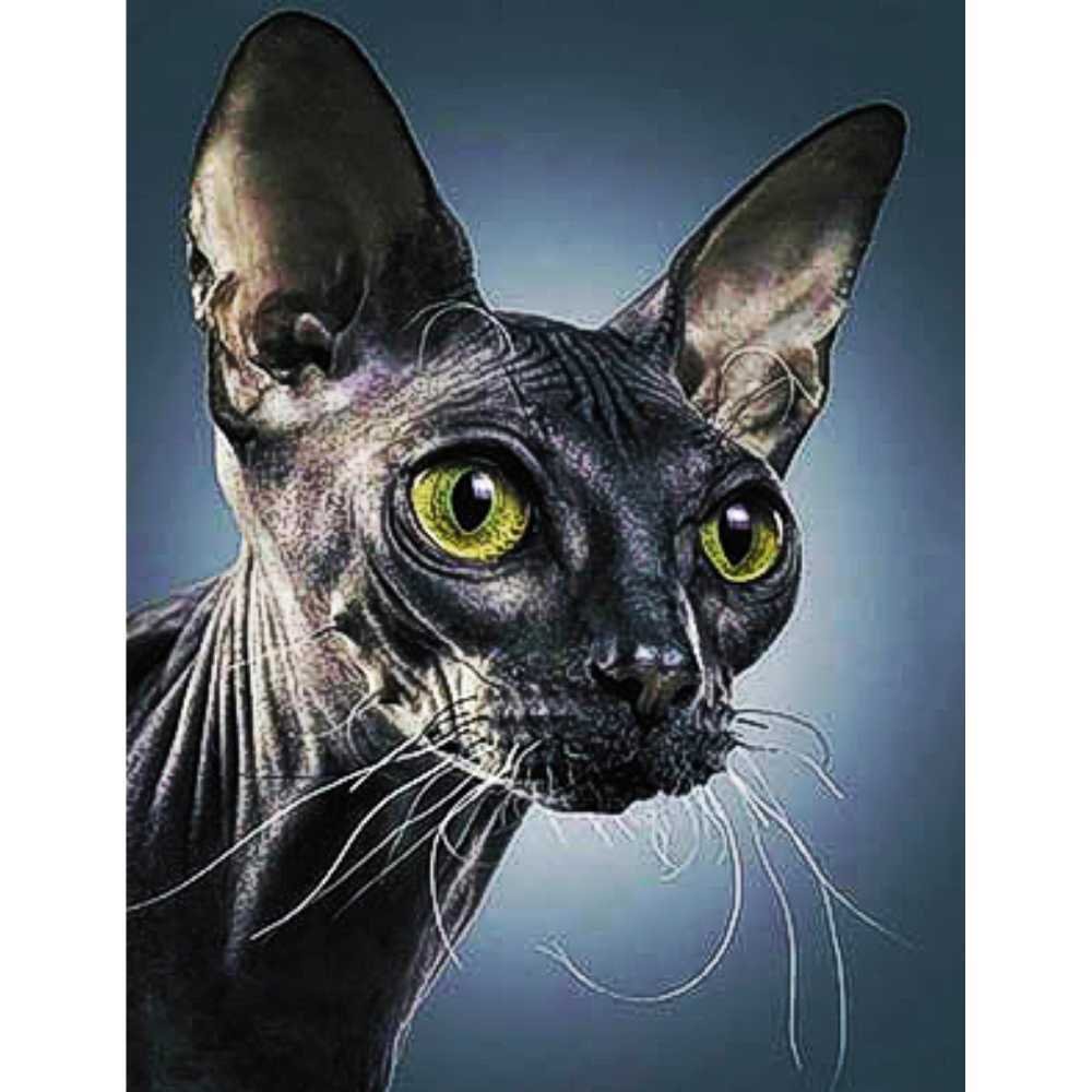 Канадский сфинкс черный