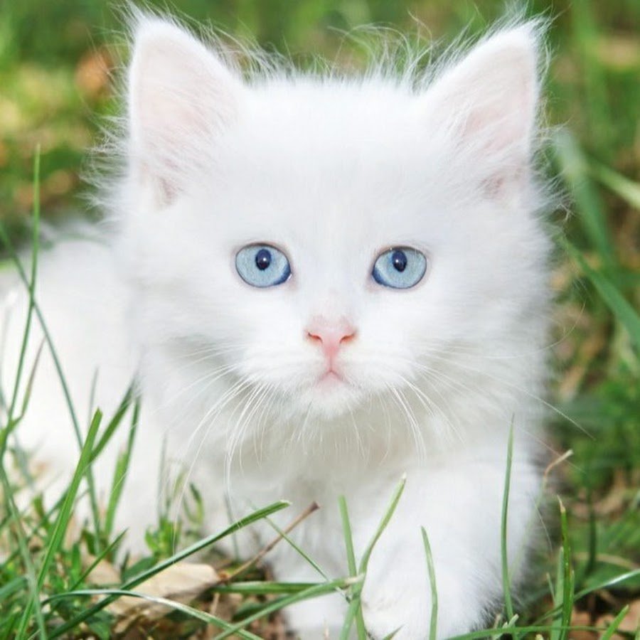 Белый котенок