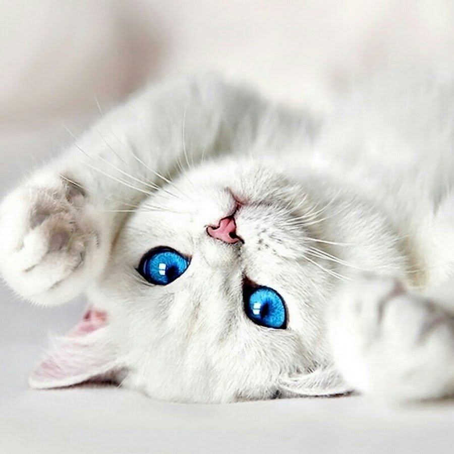 Котик с голубыми глазками