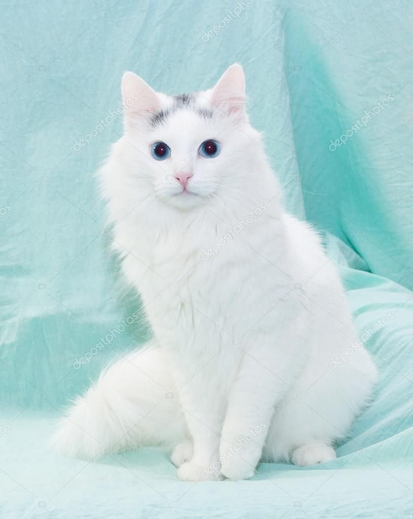 Белая пушистая кошка с голубыми глазами
